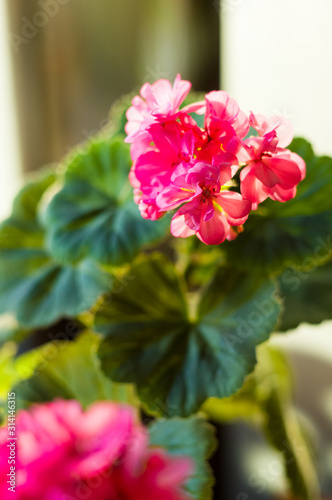 Lovely pink Pelargonium Geranium flowers, close up