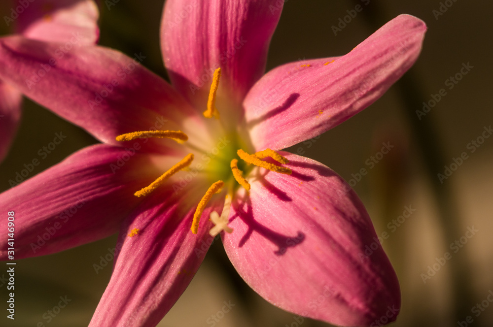 decorative pink flower rain lily Zephyranthes grandiflora on blurred background closeup