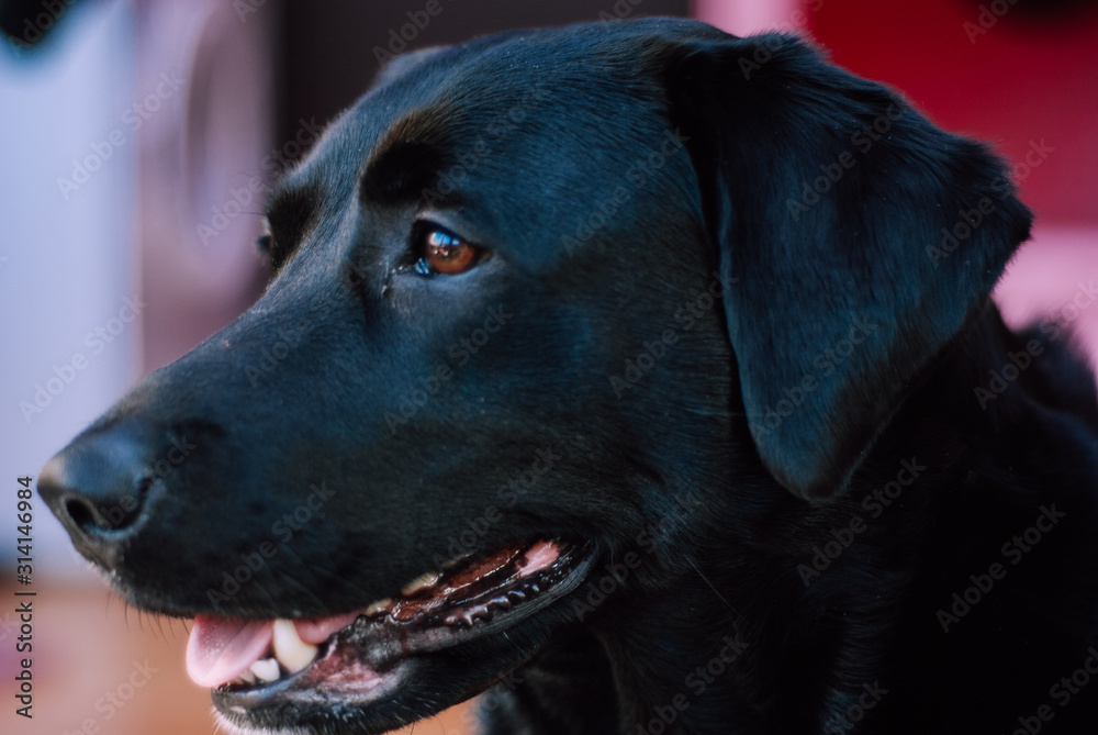 Millie the labrador cross dog Millie the labrador cross dog