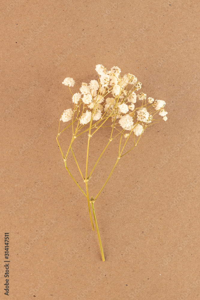 Flowers Composition Floral Pattern Postcard Of Dried Flowers Blue Flowers  On White Background Valentines Day International Womens Day March 8 Flat  Lay Top View Copy Space Stock Photo - Download Image Now - iStock