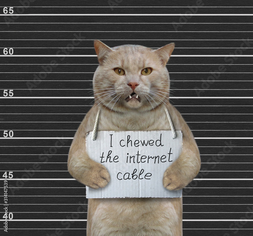 The beige cat with a placard on his neck that says I chewed the internet cable is in the prison. Black lineup background.