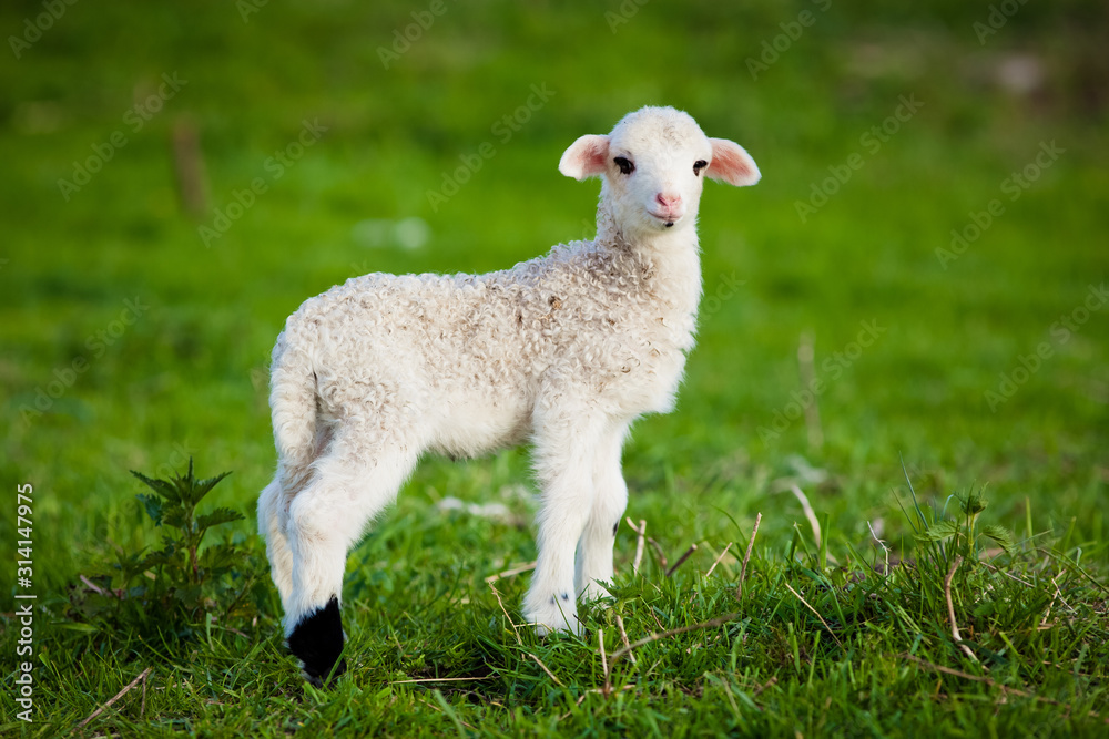 portrait of cute little lamb grazing in green spring meadow portrait of cute little lamb grazing in green spring meadow