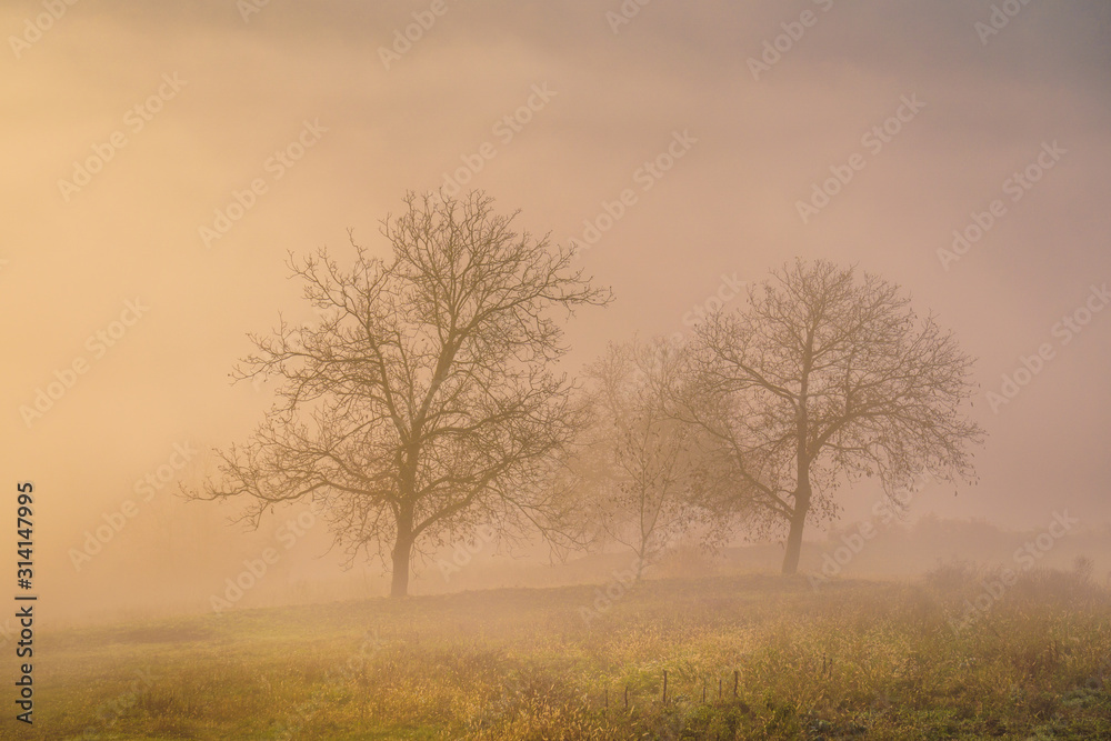 isolated trees in the fog during sunrise isolated trees in the fog during sunrise
