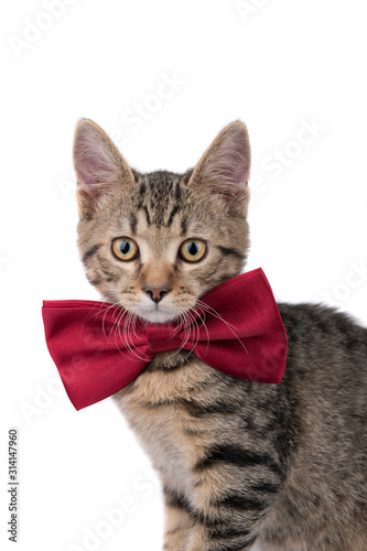 Adorable kitten with red bow photo