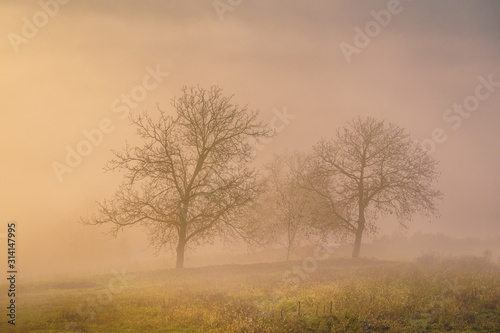 isolated trees in the fog during sunrise