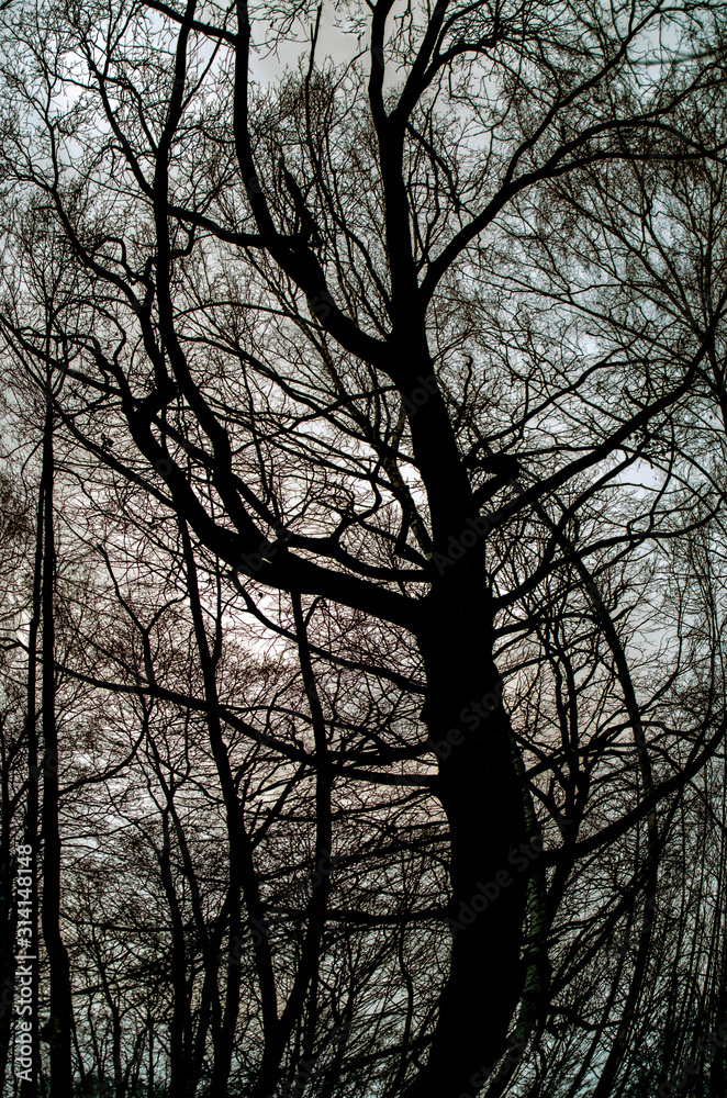 Cold misty Gothic forest. Gloomy trees without leaves. Background and interior design. The idea for the wall mural. Cold misty Gothic forest. Gloomy trees without leaves. Background and interior design. The idea for the wall mural.