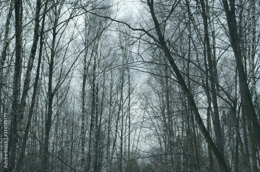 Trees without leaves in a gray gloomy forest. Wall murals. Trees without leaves in a gray gloomy forest. Wall murals.