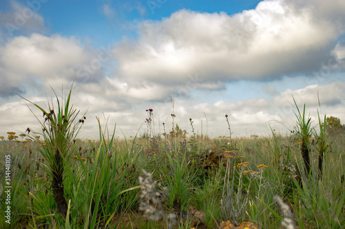 Field in South Africa.