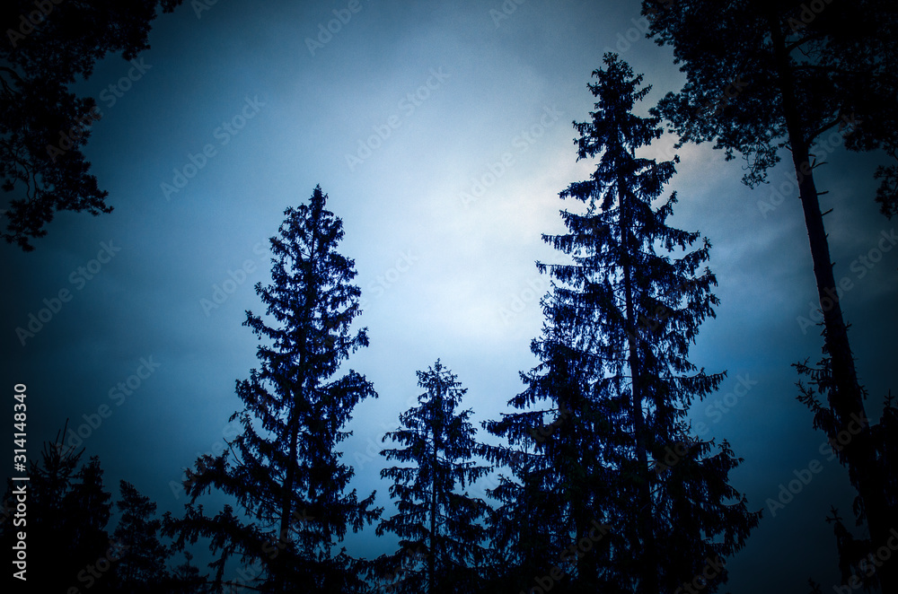 Dark tall firs against the dark evening sky. Beautiful Wallpapers.