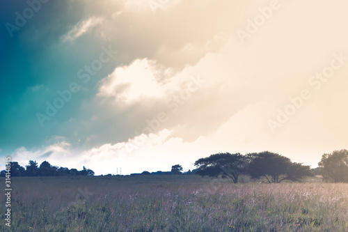 South African Field landscape photograph.