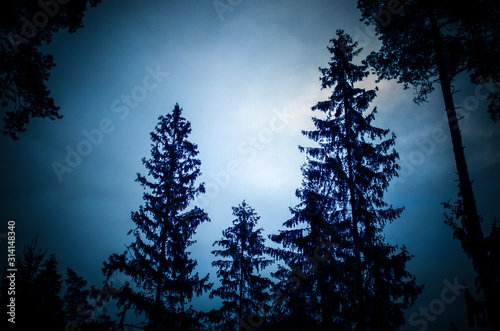 Dark tall firs against the dark evening sky. Beautiful Wallpapers.