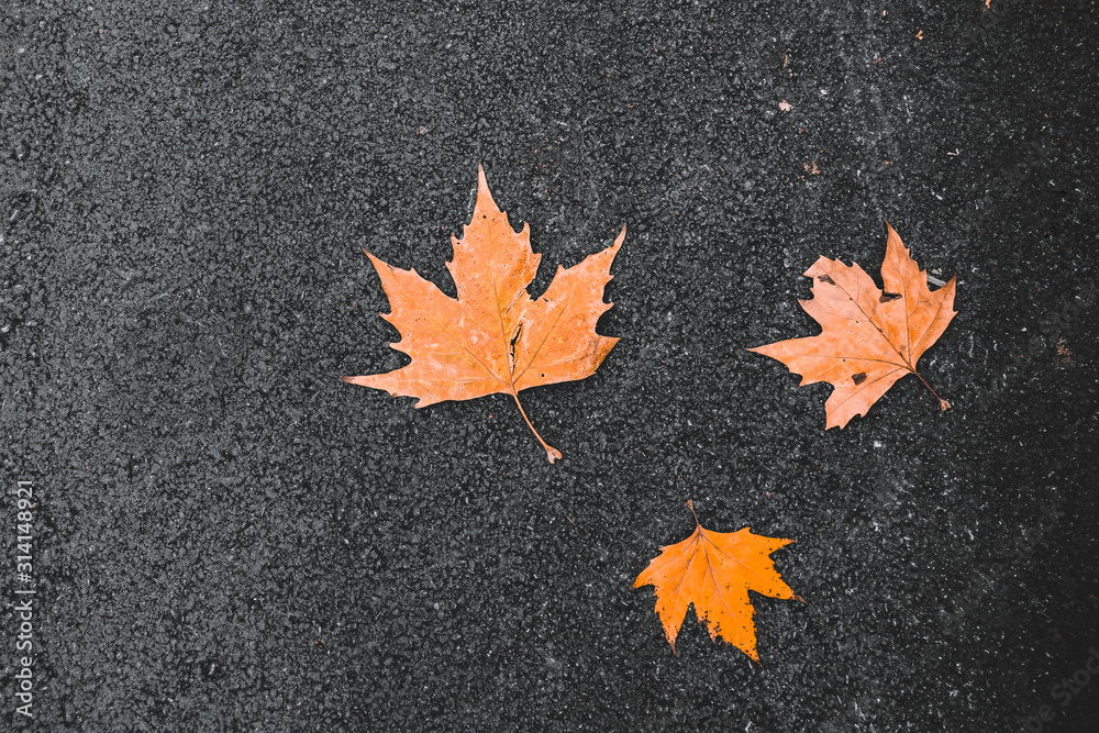 Yellow and orange plane tree leaves fallen on the black asphalt road. Yellow and orange plane tree leaves fallen on the black asphalt road.