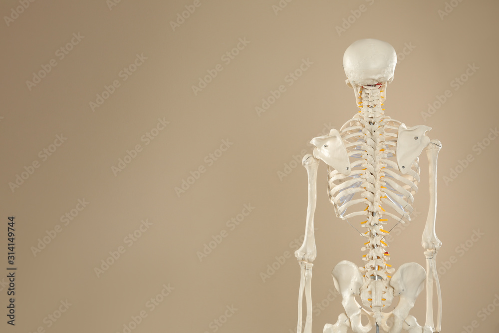 Artificial human skeleton model on beige background, back view. Space for text