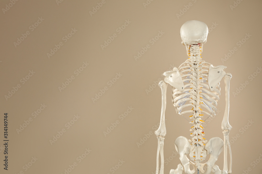Artificial human skeleton model on beige background, back view. Space for text Artificial human skeleton model on beige background, back view. Space for text