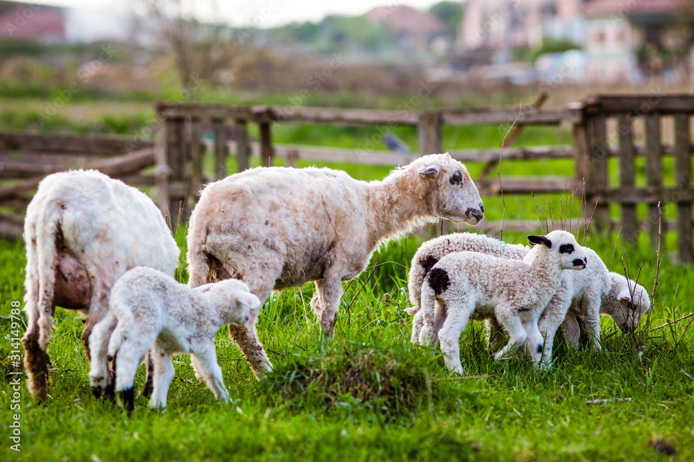 Fototapeta premium cute little lambs playing in green spring meadow