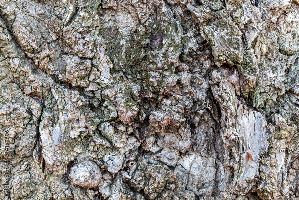 Old Weathered Tree Bark Texture Old Weathered Tree Bark Texture