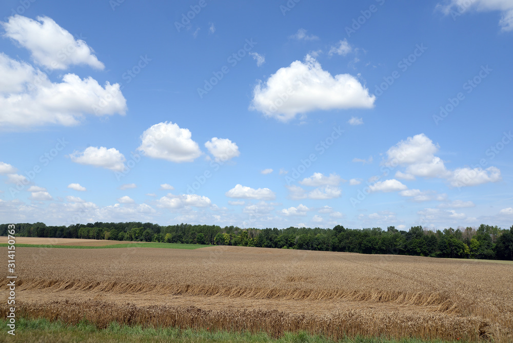 Obraz premium Getreidefeld bei Paris