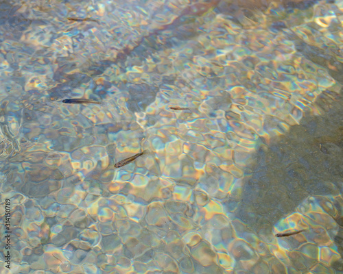 USA, Nevada, Clark County, Warm Springs Natural Area. The criticall endangered Moapa dace (Moapa coriacea) is a cyprinid fish that is critically endangered and only found in Moapa Valley