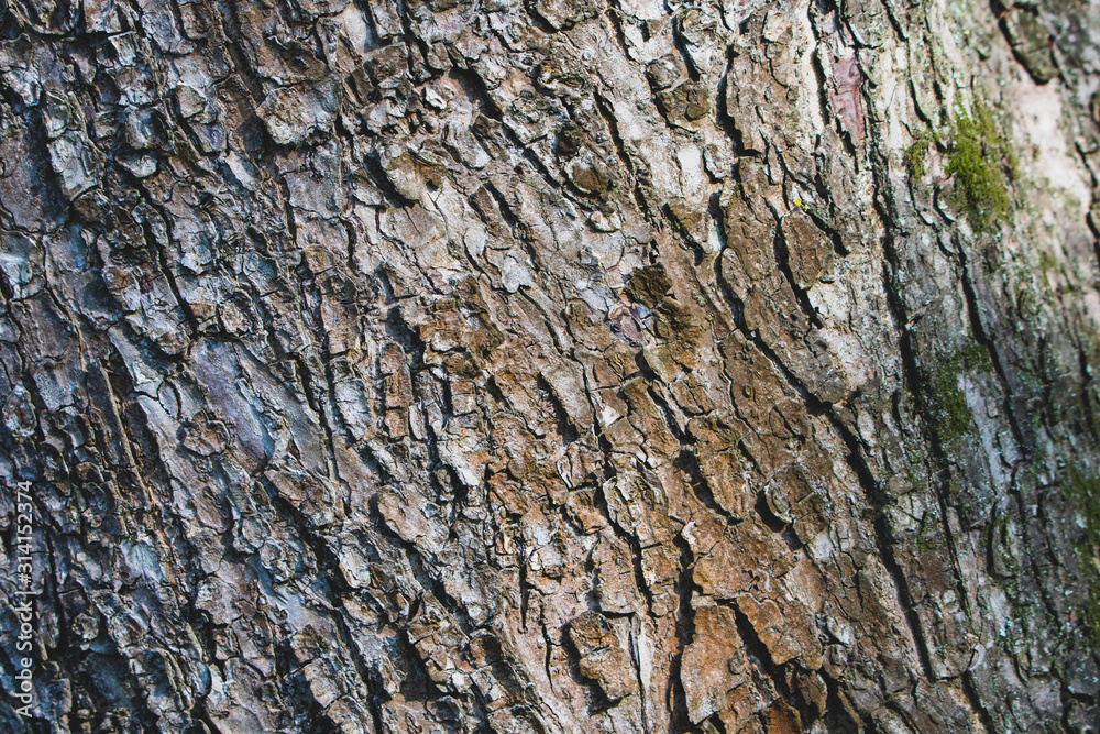 Obraz premium Tree bark texture in the woods.