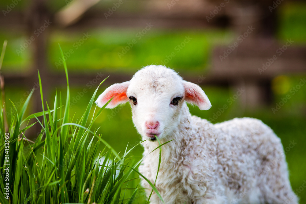 Obraz premium portrait of cute little lamb grazing in green spring meadow