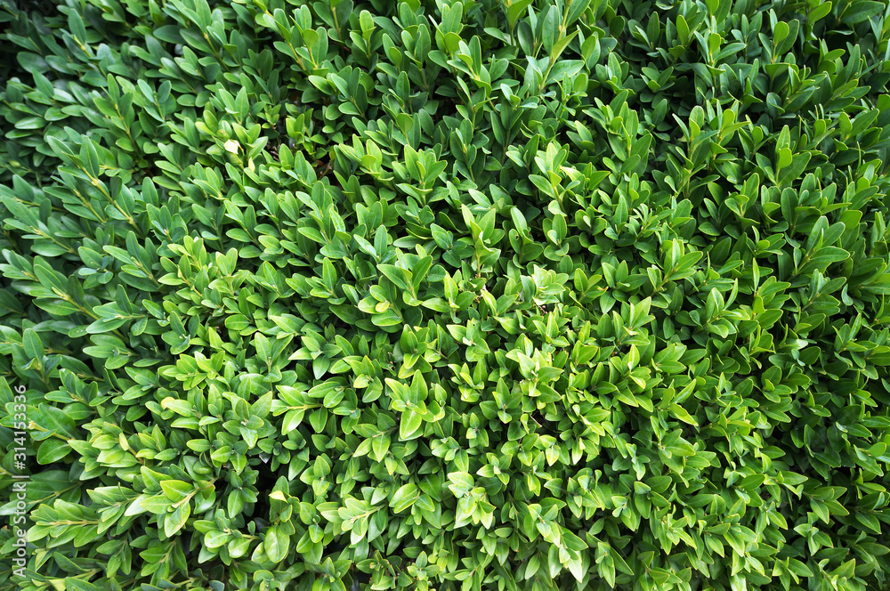 Foliage of box tree (Buxus sempervirens). Foliage of box tree (Buxus sempervirens).