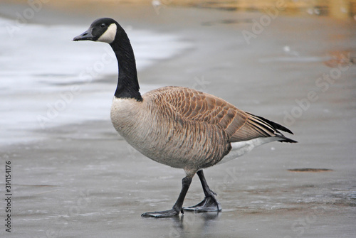 Canadian Goose Walking on Ice