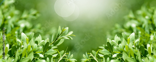 Tableau sur toile background panorama fresh, young boxwood leaves close-up, spring background,