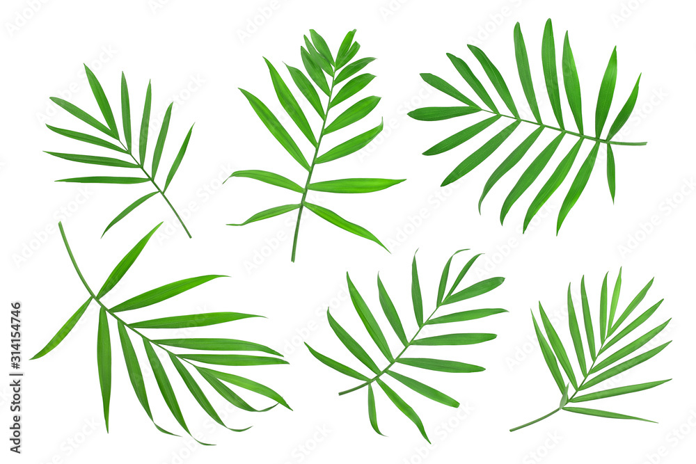 Green leaves of palm tree isolated on white background with clipping path Green leaves of palm tree isolated on white background with clipping path