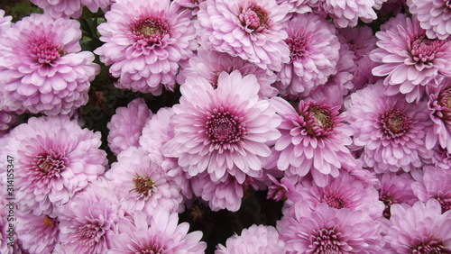 Amazing pink chrysanthemum flowers background