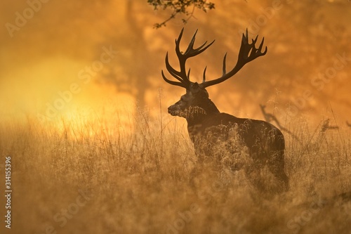 Red deer   cervus elaphus   in the foggy morning backlight