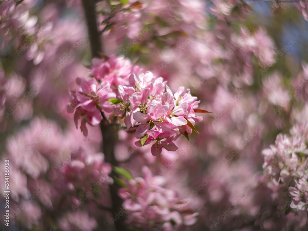 blooming cherry tree in spring