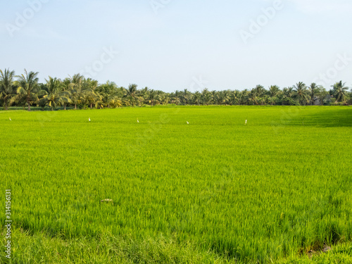 Lush green rice paddock in the Mekong River Delta - Tra Vinh, Vietnam