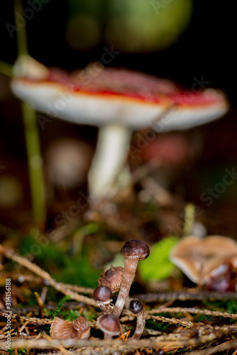 champignons photo