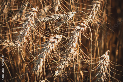 Wheat closeup detail, captured on sunny day.