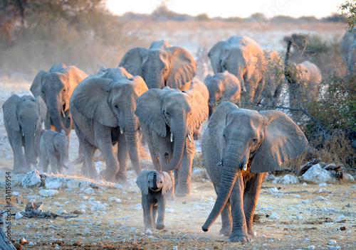 Photography Africa Namibia , Etosha National Park