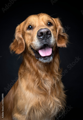 Portrait of Golden Retriever dog on black background © Bojanikus