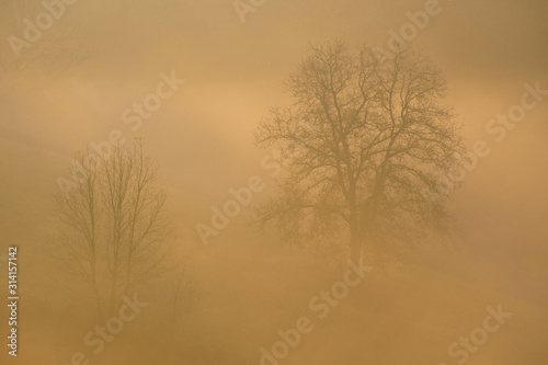 trees during foggy morning