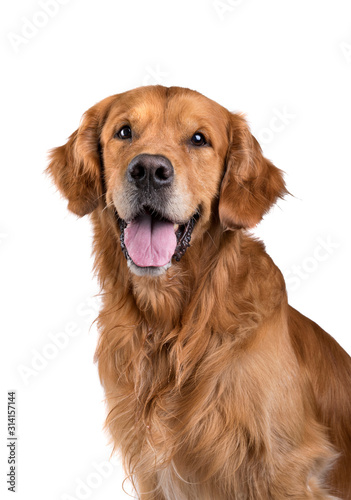 Portrait of Golden Retriever dog on white background © Bojanikus