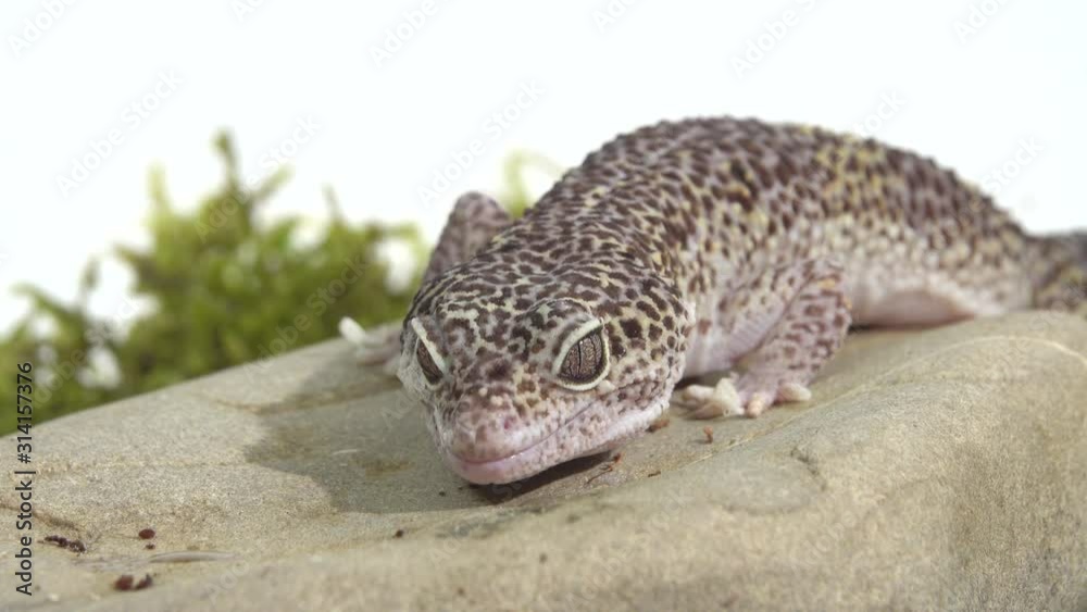 Leopard gecko standard form, Eublepharis macularius on green moss in white background. Close up