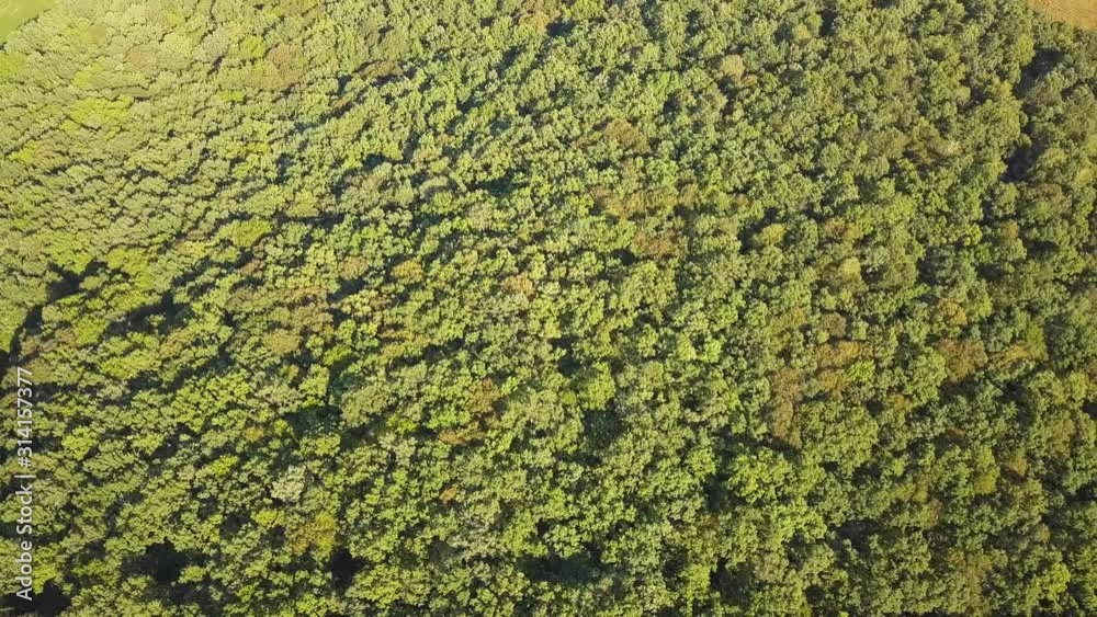 Top down aerial view of green summer forest with many fresh trees. Top down aerial view of green summer forest with many fresh trees.