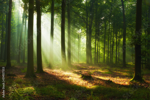 Slika na platnu Beautiful morning in the forest