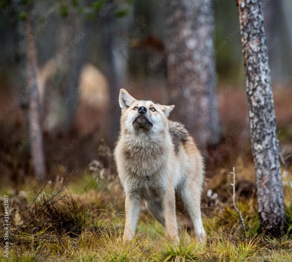 Fototapeta premium Eurasian wolf, also known as the gray or grey wolf also known as Timber wolf. Scientific name: Canis lupus lupus. Natural habitat. Autumn forest..