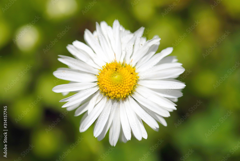 Beautiful white Daisy flower on green grass Beautiful white Daisy flower on green grass