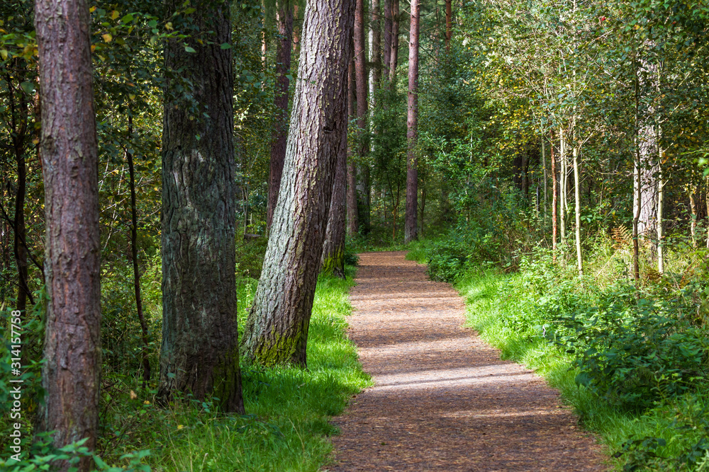 Obraz premium Walking path in the Devilla Forest