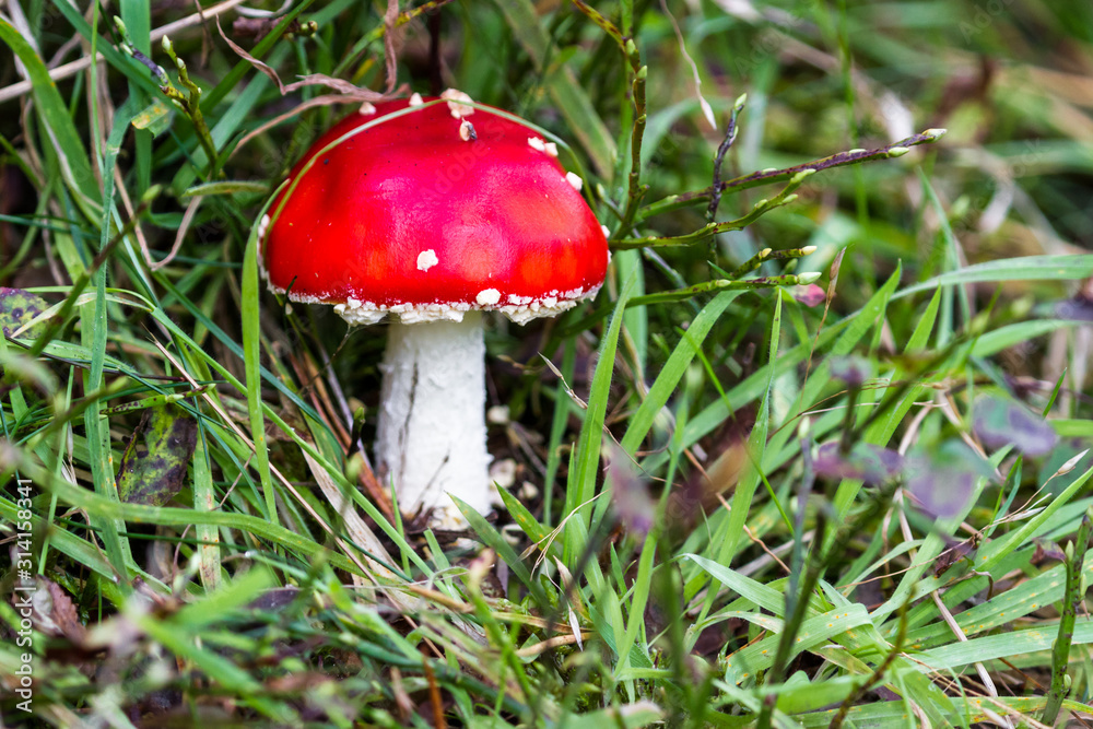 Bright red Mushroom