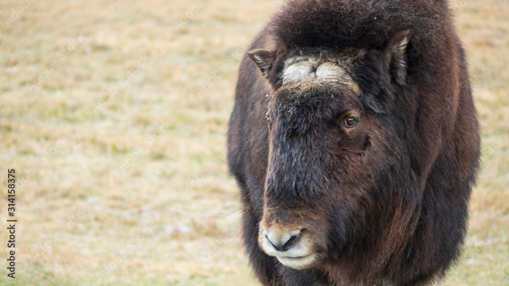 Fototapeta premium A lone musk ox profile