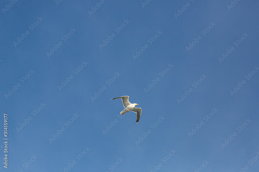 Picture of flying seagull in blue sky during daytime Picture of flying seagull in blue sky during daytime