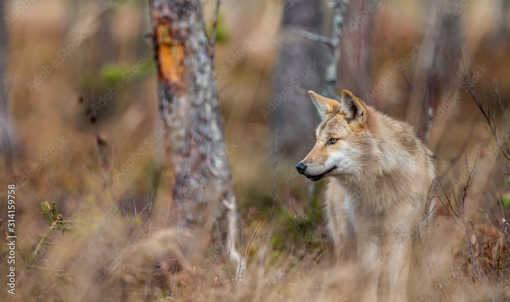 Eurasian wolf, also known as the gray or grey wolf also known as Timber wolf. Scientific name: Canis lupus lupus. Natural habitat. Autumn forest. Eurasian wolf, also known as the gray or grey wolf also known as Timber wolf. Scientific name: Canis lupus lupus. Natural habitat. Autumn forest.