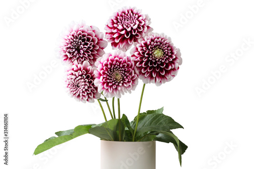 Bouquet of five purple dahlia with white edges of petals flowers isolated on white background