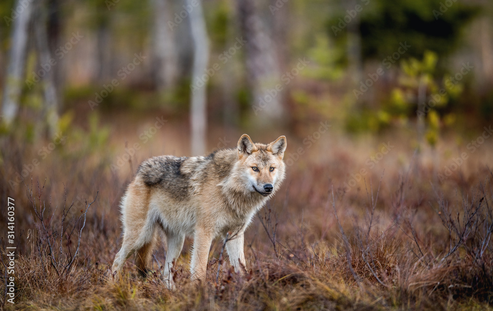 Eurasian wolf, also known as the gray or grey wolf also known as Timber wolf.  Scientific name: Canis lupus lupus. Natural habitat. Autumn forest.